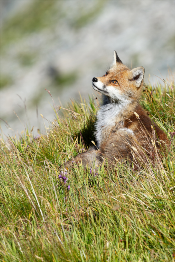 Autres animaux