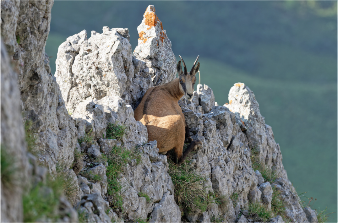 Chamois