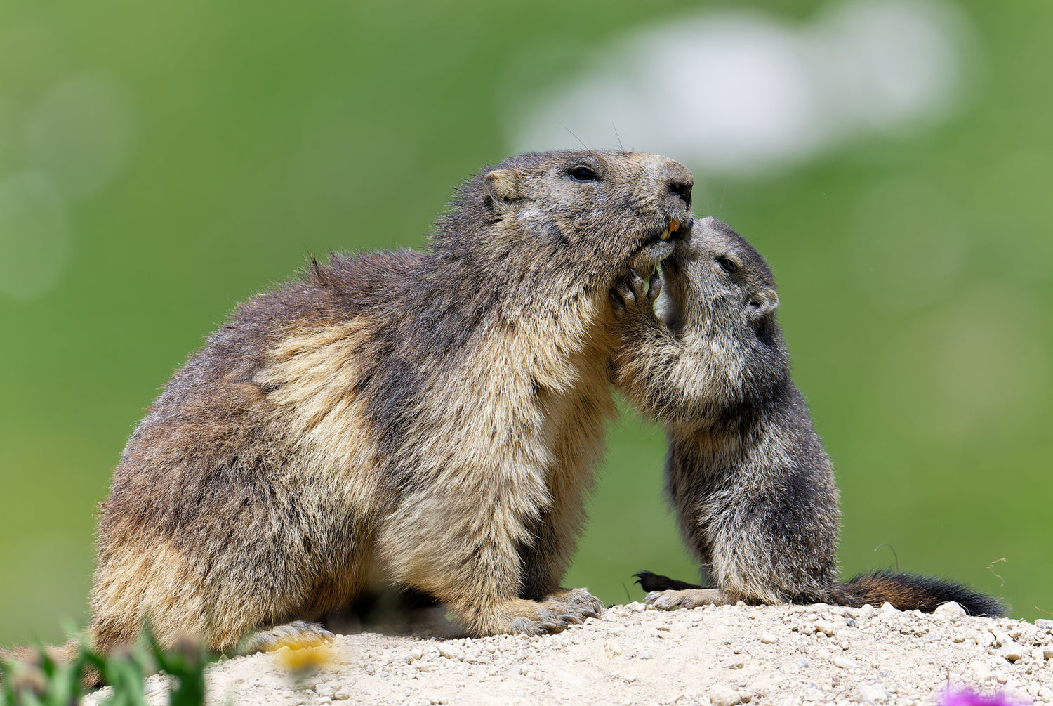 Marmotte