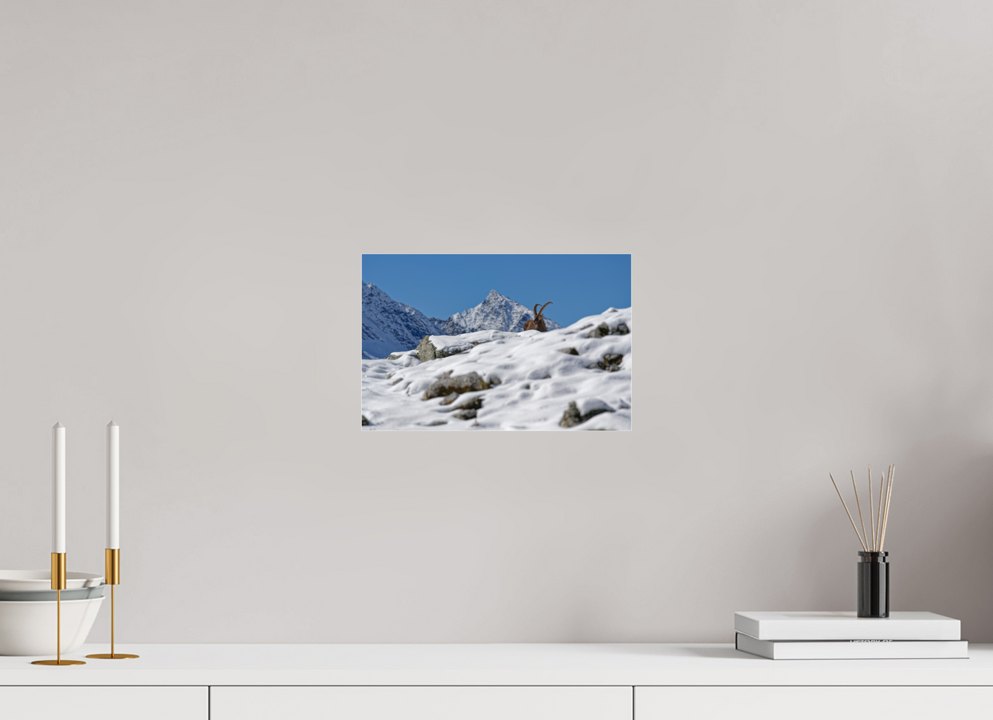 Bouquetin / Ibex