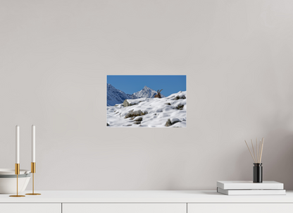 Bouquetin / Ibex