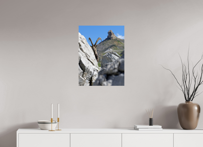 Bouquetin / Ibex