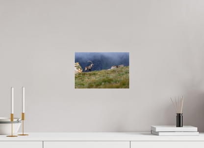 Bouquetin / Ibex