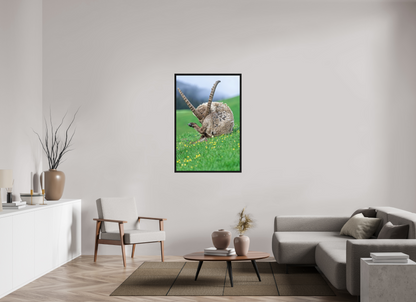 Bouquetin / Ibex