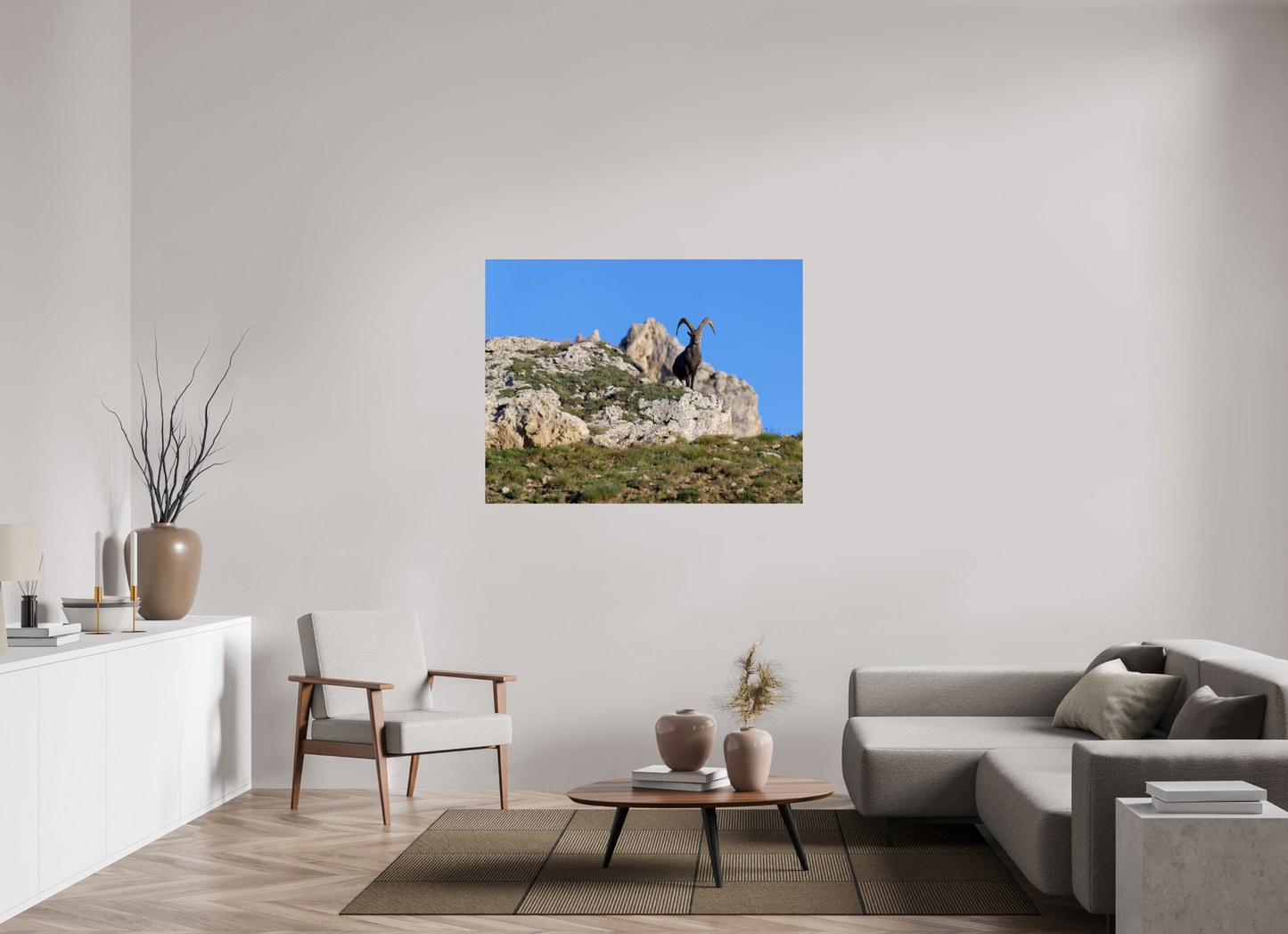 Bouquetin / Ibex