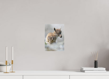 Bouquetin / Ibex