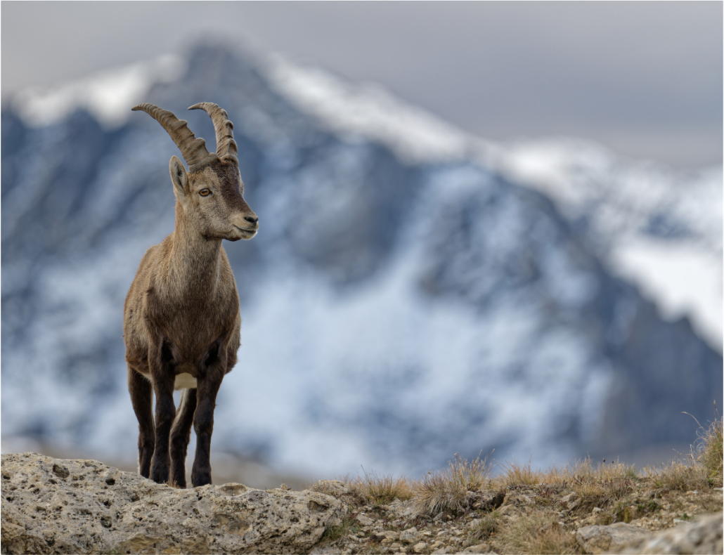 Bouquetin / Ibex