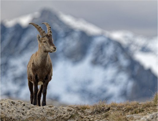 Bouquetin / Ibex