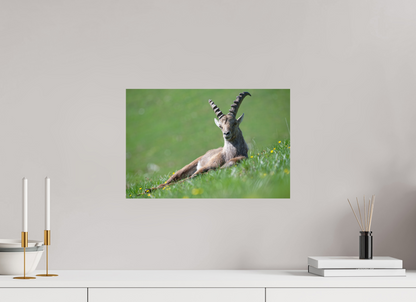 Bouquetin / Ibex