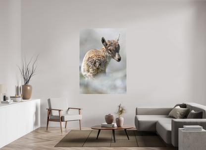 Bouquetin / Ibex