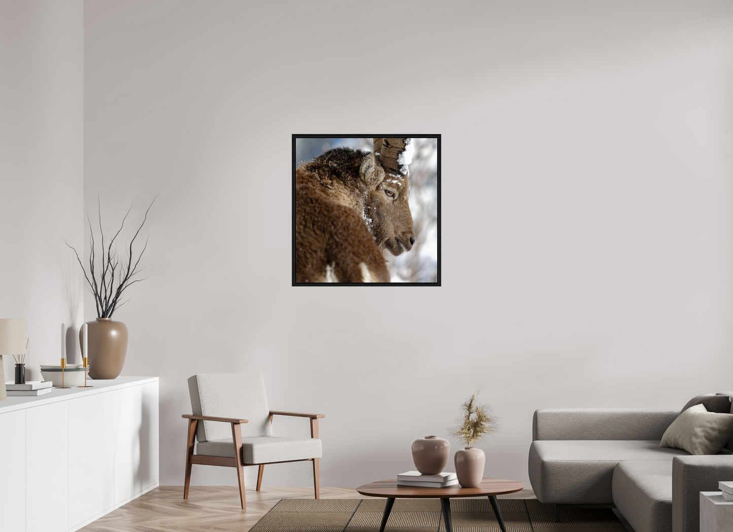 Bouquetin / Ibex
