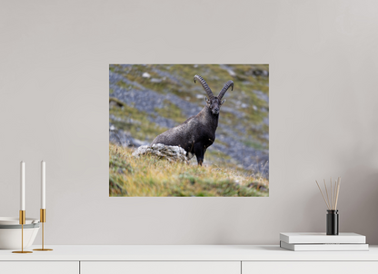 Bouquetin / Ibex