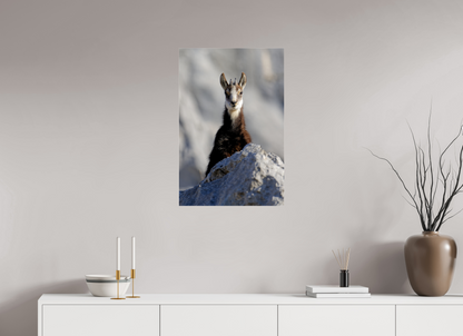 Chamois