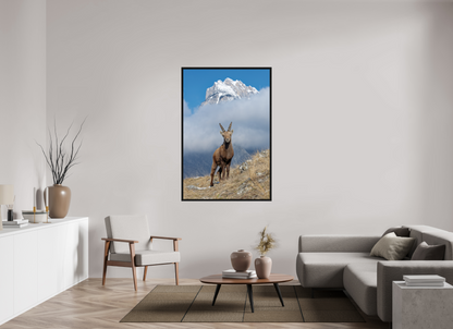 Bouquetin / Ibex