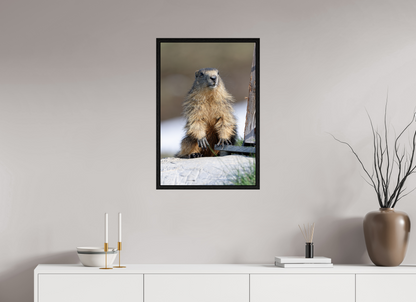 Marmotte / Groundhog