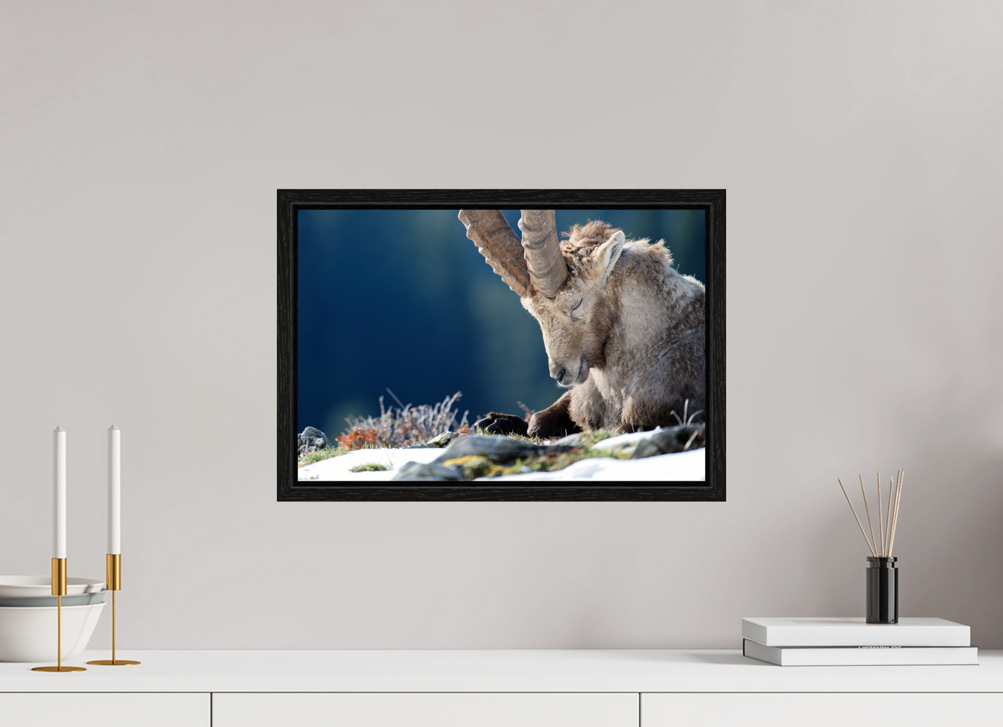 Bouquetin / Ibex