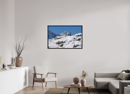 Bouquetin / Ibex
