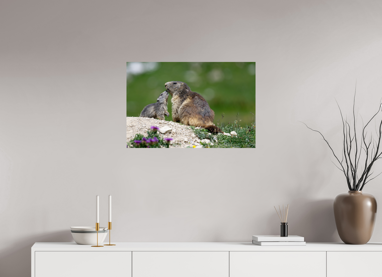 Marmotte / Groundhog