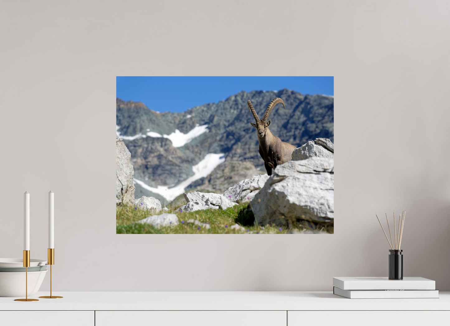 Bouquetin / Ibex