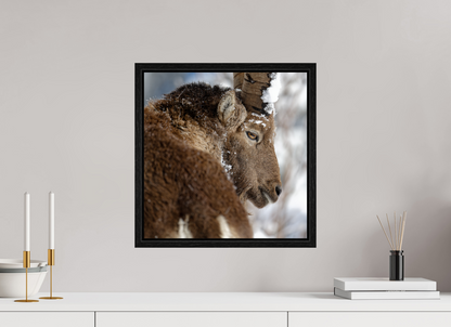 Bouquetin / Ibex