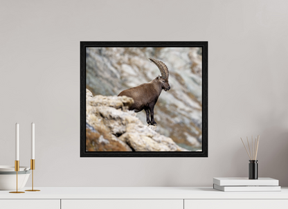 Bouquetin / Ibex