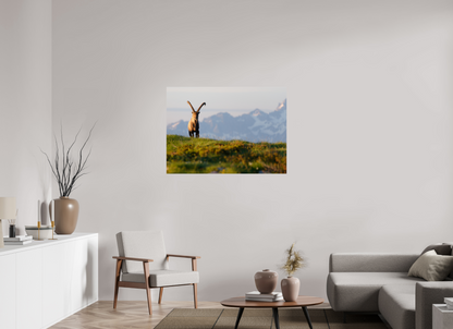 Bouquetin / Ibex