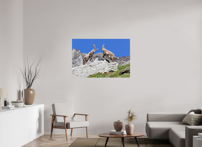 Bouquetin / Ibex