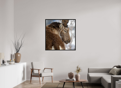 Bouquetin / Ibex