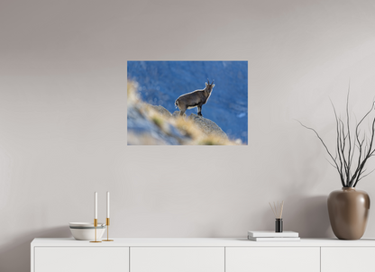Bouquetin / Ibex