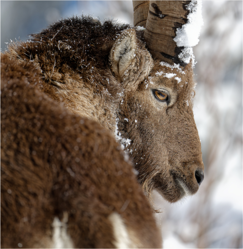 Bouquetin / Ibex