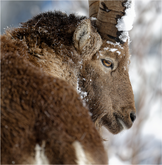 Bouquetin / Ibex