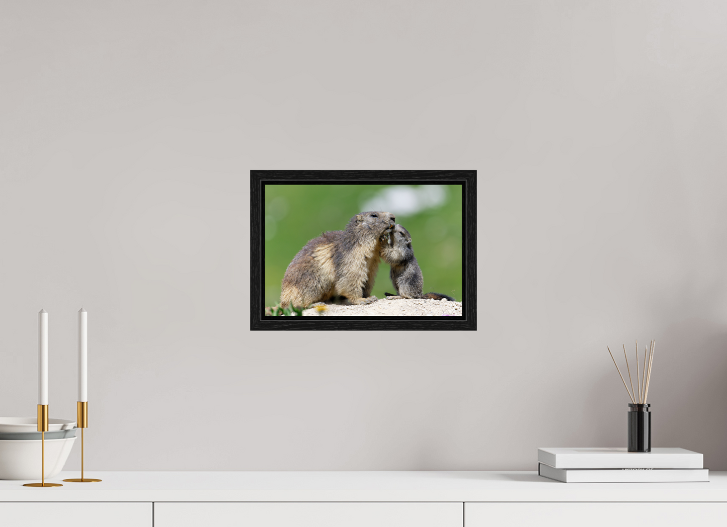 Marmotte / Groundhog