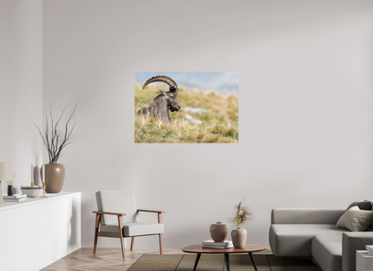 Bouquetin / Ibex