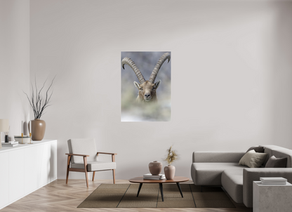 Bouquetin / Ibex