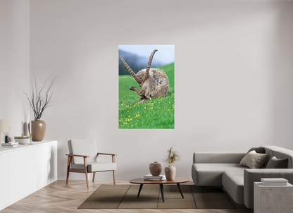 Bouquetin / Ibex