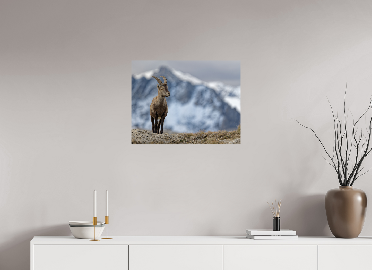 Bouquetin / Ibex