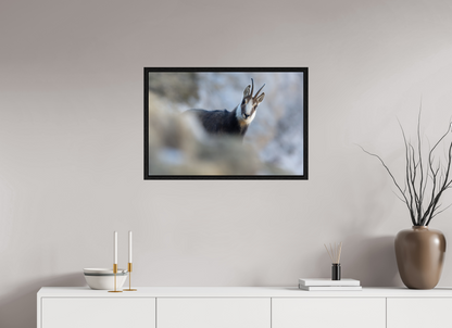 Chamois