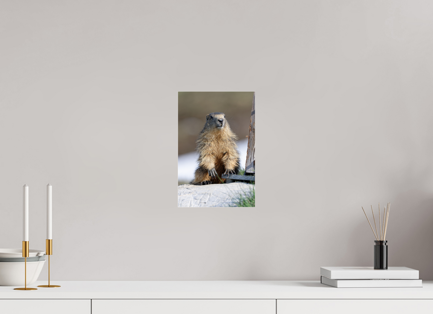 Marmotte / Groundhog
