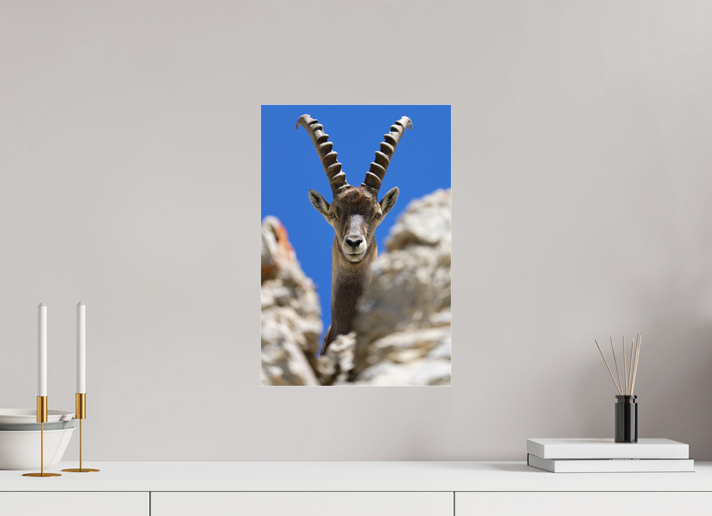 Bouquetin / Ibex