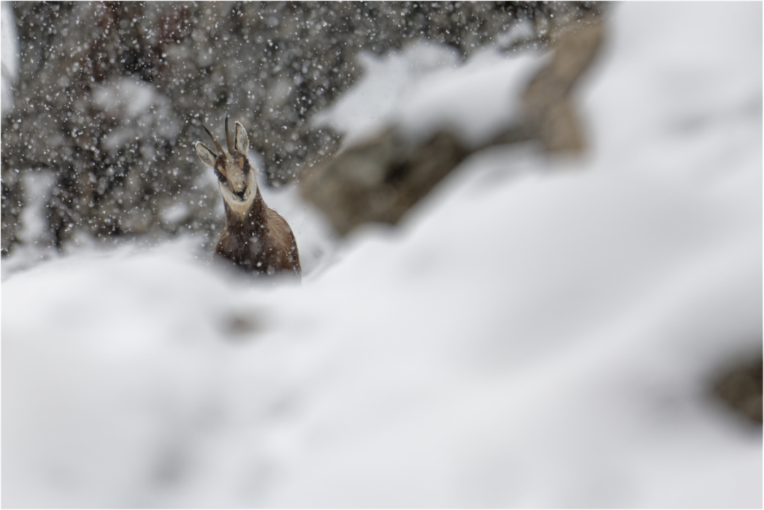 Chamois