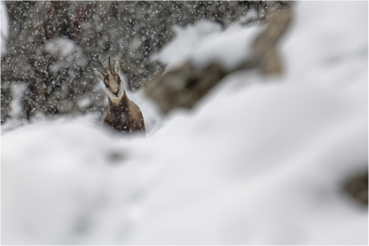 Chamois