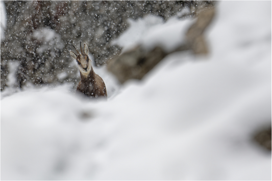 Chamois
