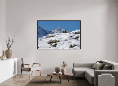 Bouquetin / Ibex