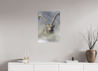 Bouquetin / Ibex