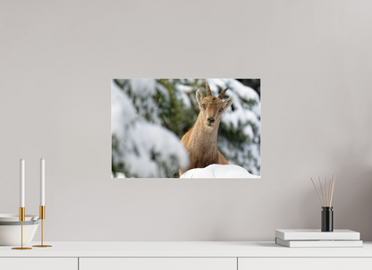 Bouquetin / Ibex