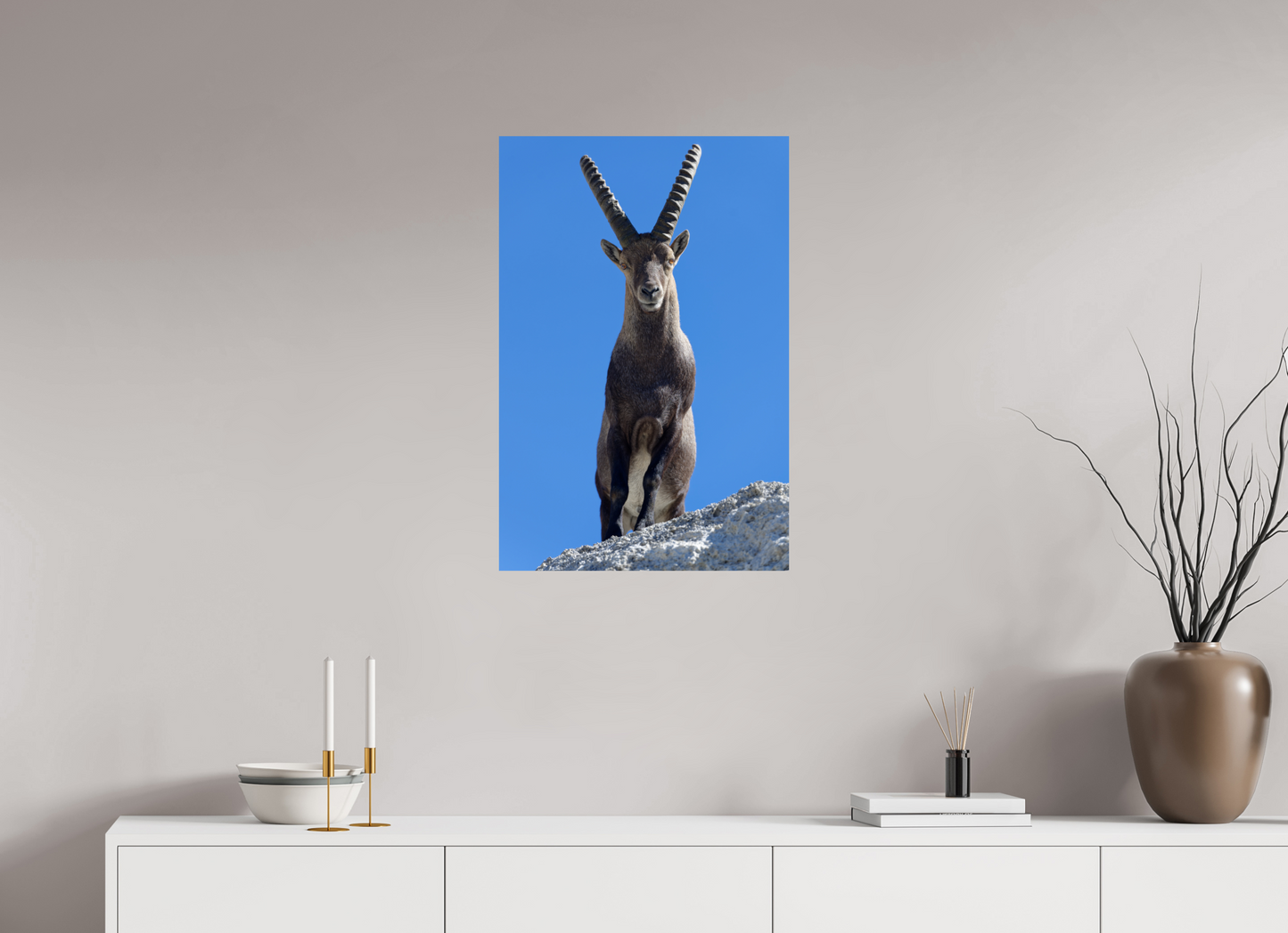 Bouquetin / Ibex