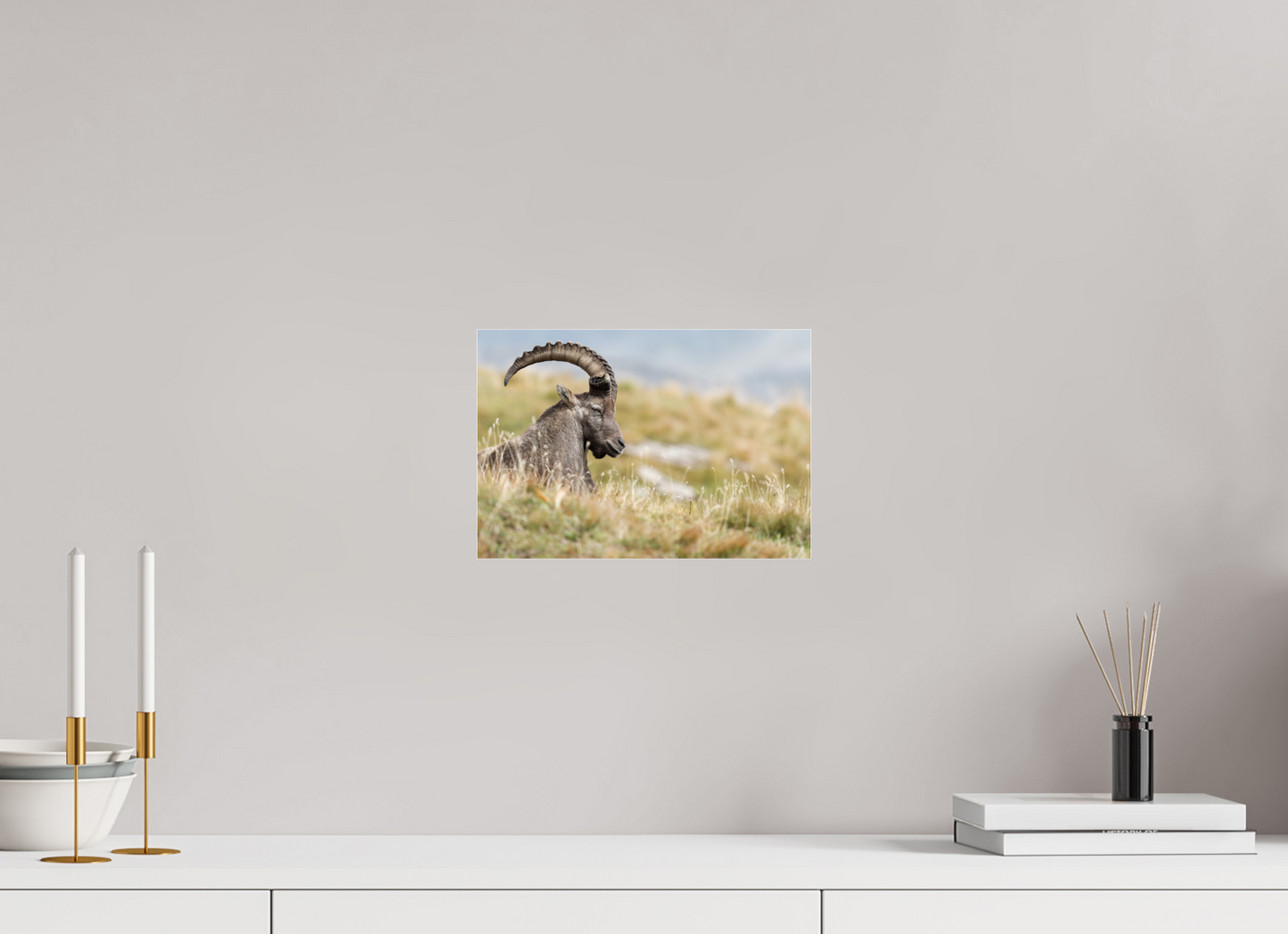 Bouquetin / Ibex