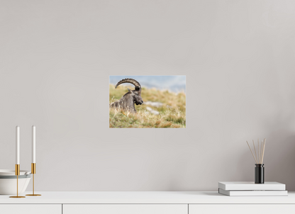 Bouquetin / Ibex