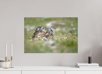Marmotte / Groundhog
