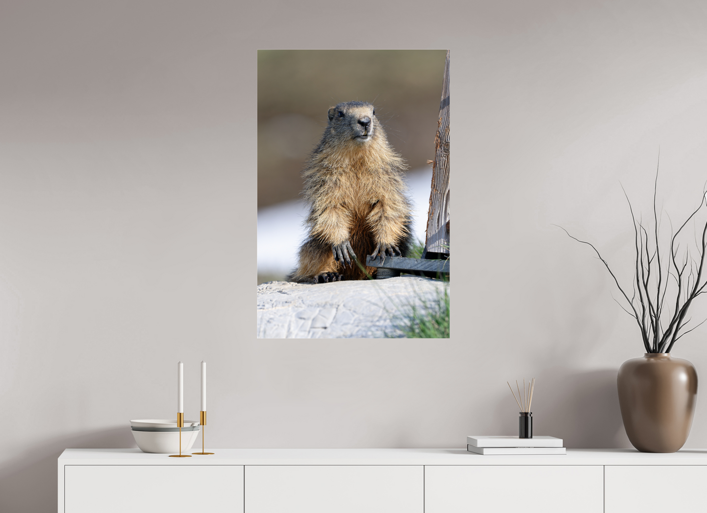 Marmotte / Groundhog